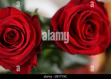 Roses jardin fleuri. La fleur rose rose et jaune fleurit sur un fond de roses floues Banque D'Images