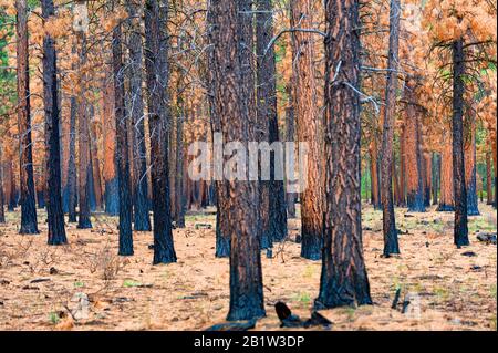 Forêt brûlée dans la forêt nationale de Deschutes, juste à l'extérieur de Sister's Oregon Banque D'Images