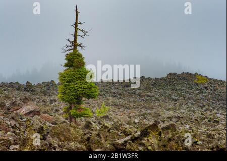 Un seul arbre sort de la roche de lave sur le col Summit of McKenzie en Oregon, Cascade Mountain Range. champ de 105 kilomètres carrés de lave noire qui caméra Banque D'Images