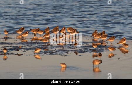 Le troupeau de pluviers semi-contraints se nourrissant sur une rive de l'océan, Galveston, Texas, États-Unis Banque D'Images