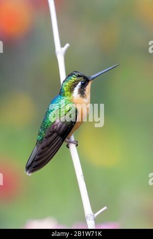 Un bijou de montagne à gorge pourpre (Lampornis calolaemus) reposant sur une branche dans la forêt nuageuse de San Gerardo de Dota au Costa Rica. Banque D'Images