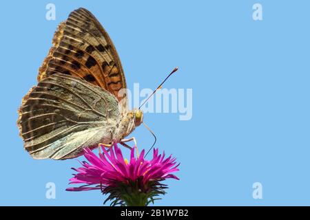 Papillon Argynnis paphia sur Aster de fleur rose. Journée ensoleillée Banque D'Images