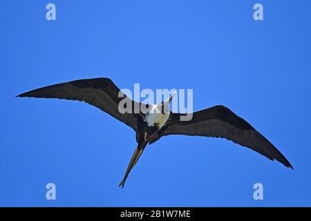 Oiseau frégate en vol , Costa Rica Banque D'Images