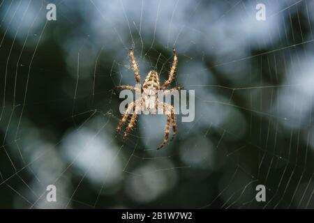 Araignée-jardin (lat. Araneus) est un genre d'araignées araneomorphe de la famille des araignées Orb-web (Araneidae). Macro Banque D'Images