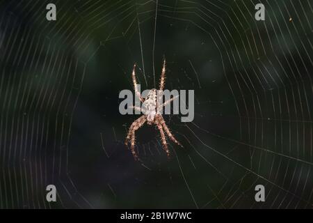 Araignée-jardin (lat. Araneus) les araignées araneomorphe de la famille des araignées Orb-web (Araneidae) sur le web. Macro Banque D'Images