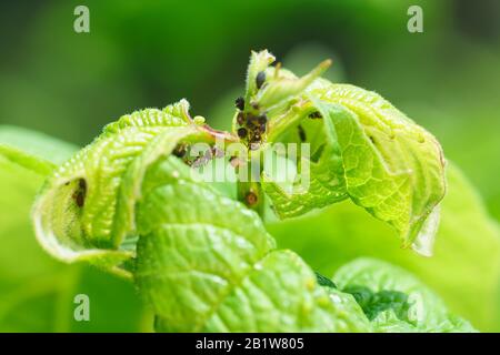 Viburnum de jeunes pousses vertes, pucerons endommagés (lat. Aphidodea) et fourmis (lat. Formicidae) Banque D'Images
