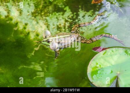 Grenouille des marais (Pelophylax ridibundus). Communication Banque D'Images