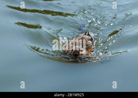 Musquash ou rat musqué (lat. Ondatra zibethicus) est un mammifère de la sous-famille des campagnols du rongeur - rongeur semi-aquatique originaire de l'Amérique du Nord, dôme Banque D'Images