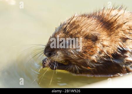 Musquash ou rat musqué (lat. Ondatra zibethicus) est un mammifère de la sous-famille des campagnols du rongeur - rongeur semi-aquatique originaire de l'Amérique du Nord, dôme Banque D'Images