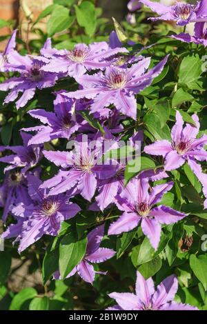 Variétés de clematis à fleurs vives Polish General Sikorski (lat. Clematis Général Sikorski). Fond floral Banque D'Images