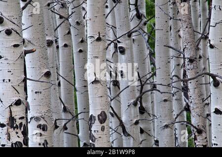 quaking aspen (Populus tremuloides) grove dans le Colorado du centre-ouest Banque D'Images