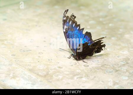 Papillon tropical Morpho Peleid (lat. Morpho peleides) la famille des nymphalidae Banque D'Images