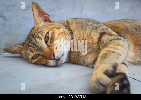 Chat tabby endormi sur le sol, regardant l'appareil photo. Banque D'Images