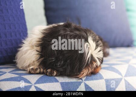 Drôle de chien shaggy ​​sleeping à la maison sur le canapé. Animal de compagnie Shih Tzu. La Solitude. Banque D'Images