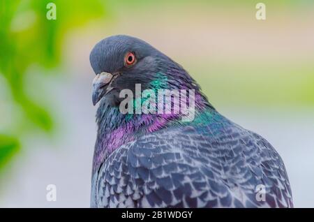Belle colombe gros plan sur un arrière-plan flou. La photo montre un pigeon demi-tourné avec un regard étroit. Mise au point sélective. Mise au point douce. Banque D'Images