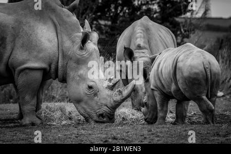 Le rhinocéros blanc ou le rhinocéros à lires carrées est la plus grande espèce de rhinocéros. Famille de rhinocéros blancs. Banque D'Images