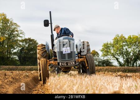 Vieux tracteur vintage - Or Belly 1957 gris Massey Ferguson 35 en 2018. Charrue labourant champ champ Oxfordshire Berkshire Angleterre Royaume-Uni Banque D'Images