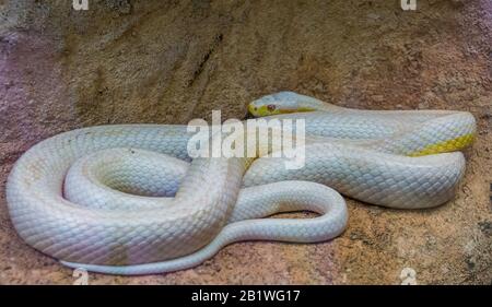 Serpent de rat blanc albino occidental, mutation de couleur, espèce de reptiles populaire d'Amérique Banque D'Images