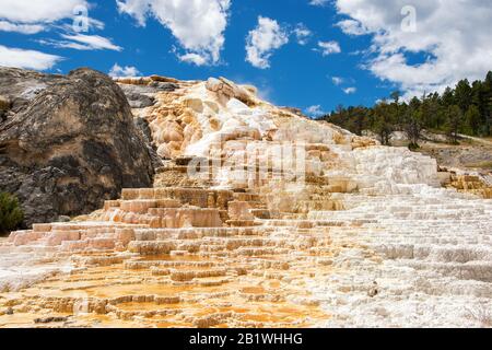 Yellowstone National Park, Wyoming, États-Unis: Mammoth Hot Springs (Upper Terraces Area) Banque D'Images