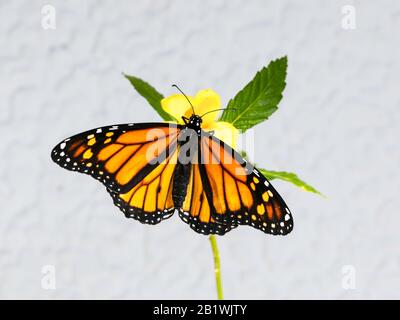 Monarch Butterfly, Danaus plexippus, sur une fleur jaune avec des feuilles vertes contre le mur gris, île des Canaries, Espagne Banque D'Images