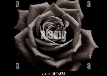 magnifique fleur de rose dans un style cuivre à faible touche sur fond sombre Banque D'Images