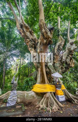 Sanctuaire balinais sous un gigantesque arbre aux racines imposantes, Bondalen North Bali, Indonésie Banque D'Images