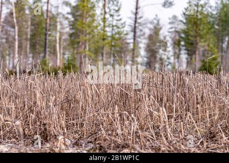 Champ de blé taché sol vieilles plantes brunes sur champ fermier, ils ont quitté après la récolte de l'automne dernier, vue rapprochée, bokeh. Forêt de pins avec zoom flou b Banque D'Images