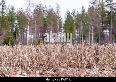 Champ de blé taché sol vieilles plantes brunes sur champ fermier, ils ont quitté après la récolte de l'automne dernier, vue rapprochée, bokeh. Forêt de pins avec zoom flou b Banque D'Images