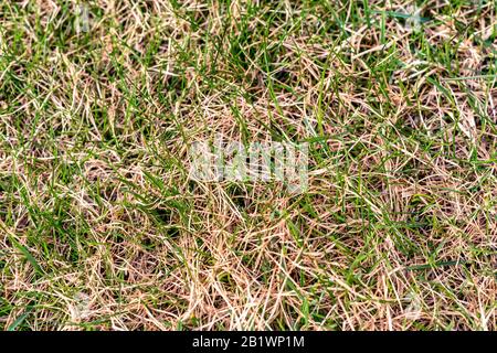 Les germes d'une nouvelle herbe verte fraîche poussent fortement à travers l'ancienne herbe brune à la pelouse, très tôt le printemps, la neige a tout juste fondu dans très premier chaud et ensoleillé