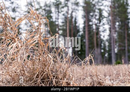 Le sol de champ de blé, les vieilles plantes brunes sur le champ de l'agriculteur, elles ont quitté après la récolte de l'automne dernier, vue rapprochée, bokeh. Forêt de pins dans le dos flou agrandi Banque D'Images