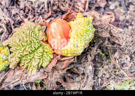 Germer d'un rhubarbe avec une feuille dans un jardin au printemps, au premier jour ensoleillé, quand les bourgeons apparaissent de la boue. Banque D'Images