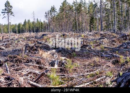 Les branches brunes des vieux pins ont quitté il y a un an la forêt claire coupée dans le nord de la Suède, fin de l'automne, pas d'arbres vivants laissés - juste en champ vide. Nouveau p Banque D'Images