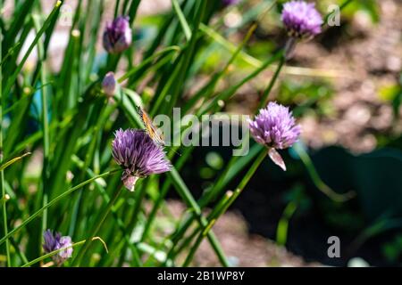 Petit tortoiseshell pollinisant et à la recherche de neConfig tar dans des fleurs violettes d'oignon de ciboulette en fleurs, jour ensoleillé, gros plan photo Banque D'Images