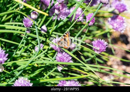 Petit tortoiseshell pollinisant et à la recherche de neConfig tar dans des fleurs violettes d'oignon de ciboulette en fleurs, jour ensoleillé, gros plan photo Banque D'Images