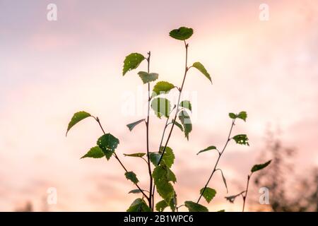 Seule branche de jeune bouleau avec seulement quelques feuilles vertes au coucher du soleil flou ski à côté de lui. La lumière du soleil rose donne un sentiment de calme et de tranquillité en automne été Banque D'Images