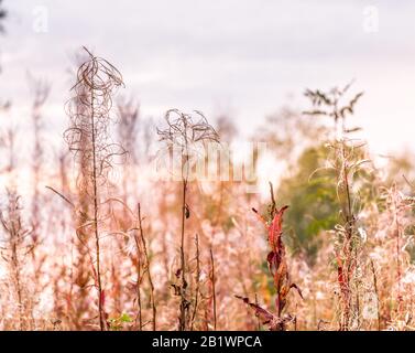 Des herbes de feu colorées avec des graines mûries, cette fleur aussi connue sous le nom de grande willowherb ou rosebay willowherb avec le nom latin Chamaenerion angustifolium se développent Banque D'Images