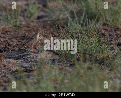 Un Isabelline Wheatear (Oenanthe isabellina) perché sur une mince branche, isolé sur un fond flou, Gujarat, Inde Banque D'Images