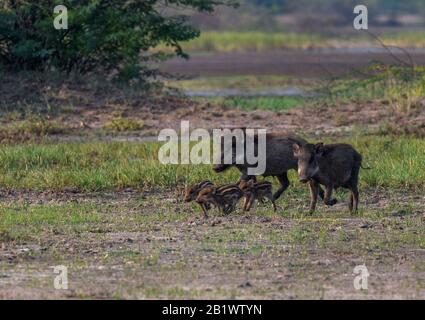 Truies de sanglier (sus scrofa ferus) prenant soin du porcelet dans la forêt. L'amour de la mère et le soin de l'animal de bébé dans l'habitat naturel Banque D'Images