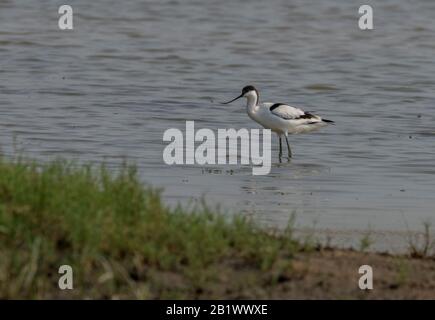 Gros plan photo d'un rare wader avec un long bec mince incurvé vers le haut. Espèces en danger critique dans l'environnement naturel. Inde. Pied Avocet, Banque D'Images