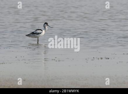 Gros plan photo d'un rare wader avec un long bec mince incurvé vers le haut. Espèces en danger critique dans l'environnement naturel. Inde. Pied Avocet, Banque D'Images