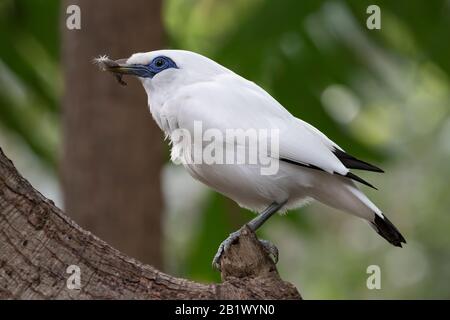 La myna de bali, la myna de bas (Leucopsar rothschildi) perchée sur un arbre Banque D'Images