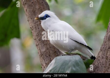 La myna de bali, la myna de bas (Leucopsar rothschildi) perchée sur un arbre Banque D'Images