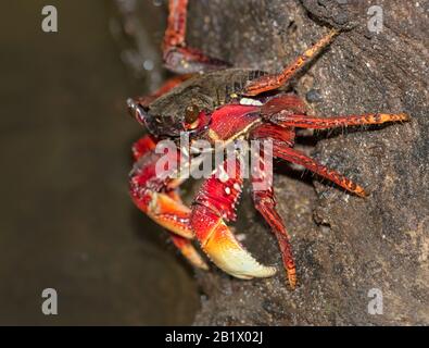 Le chantage ou le crabe commun des terres (Gecarcinus lateralis), côte atlantique du Costa Rica Banque D'Images