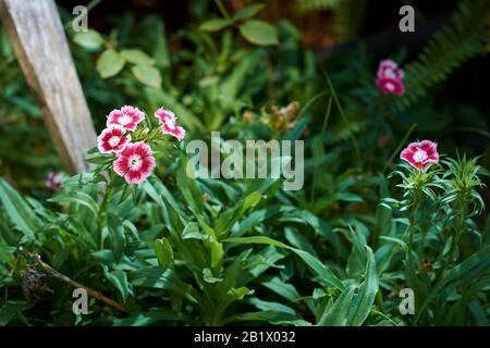 Vue sur les fleurs rouges de Sweet William (Dianthus Barbatus) dans le jardin d'une maison avec un fond vert flou d'herbe. Banque D'Images