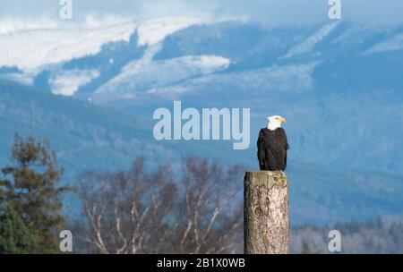 Le grand aigle chauve repose sur une souche d'arbres au-dessus d'un champ marécageux, en scannant les proies dans les champs de la vallée de Skagit, Washington Banque D'Images