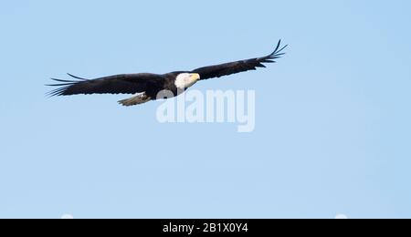 L'aigle à tête blanche survole le ciel bleu dans la vallée de Skagit, dans l'État de Washington, aux États-Unis, à la recherche de proies dans le marécage ci-dessous Banque D'Images