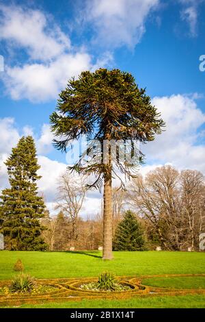 Araucaria araucana communément appelé le singe puzzle arbre, singe queue arbre, piñonero, ou le pin chilien Banque D'Images