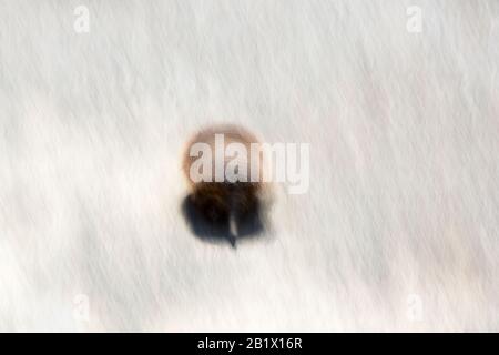 Un Armadillo de Patagonie, Chaetophractus villosus, qui se trouve dans le parc national de Torres del Paine, en Patagonie, au Chili. Banque D'Images