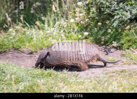 Un Armadillo de Patagonie, Chaetophractus villosus dans le parc national de Torres del Paine, Patagonia, Chili. Banque D'Images