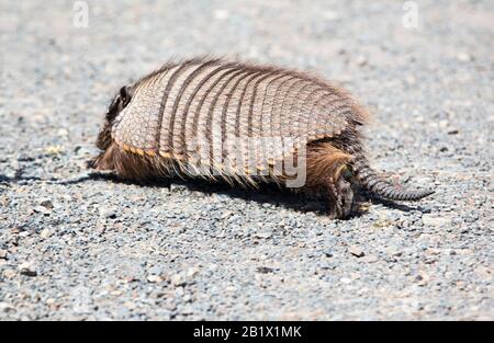 Un Armadillo de Patagonie, Chaetophractus villosus dans le parc national de Torres del Paine, Patagonia, Chili. Banque D'Images